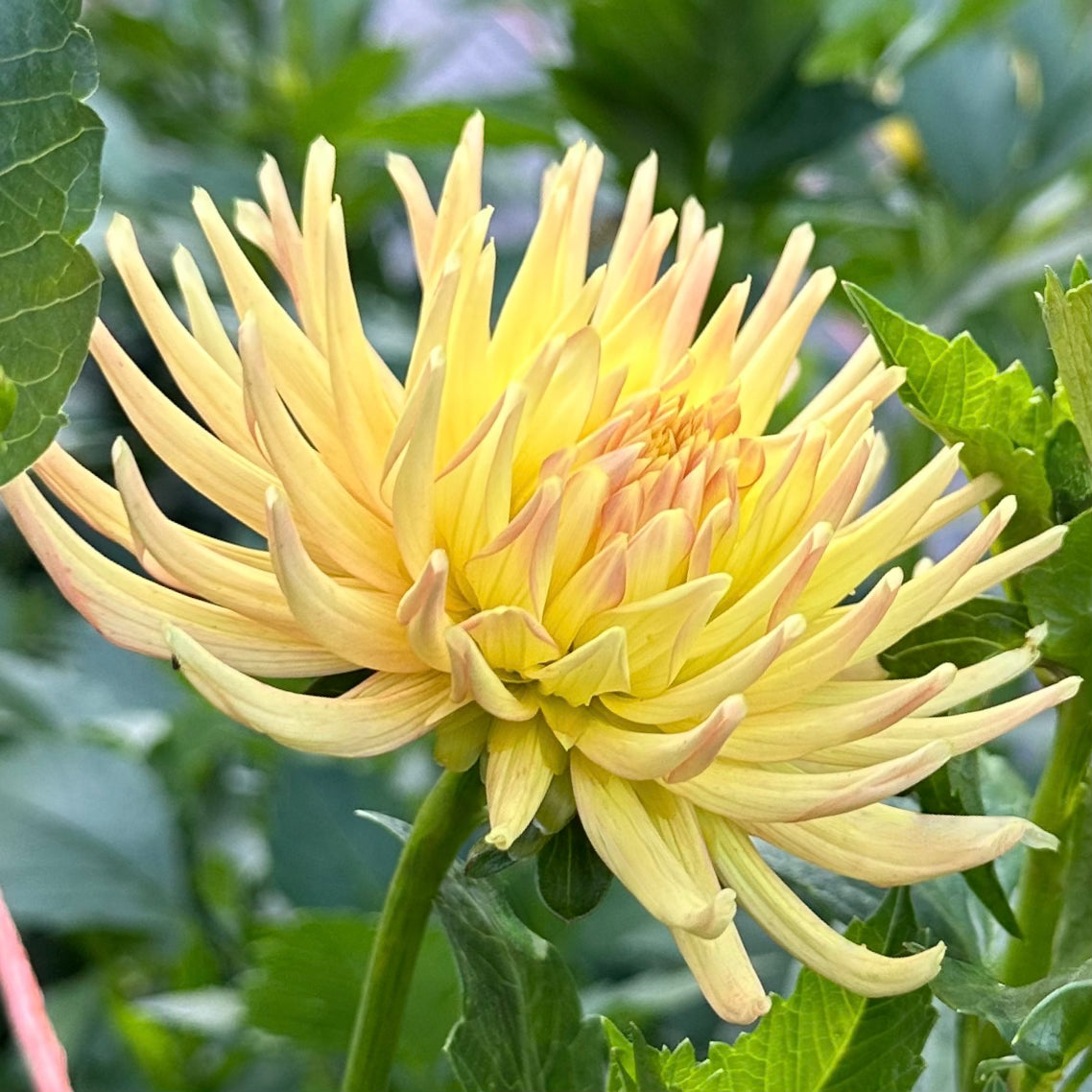 Close up of Hollyhill Spice It Up, a peachy yellow incurved cactus dahlia. 