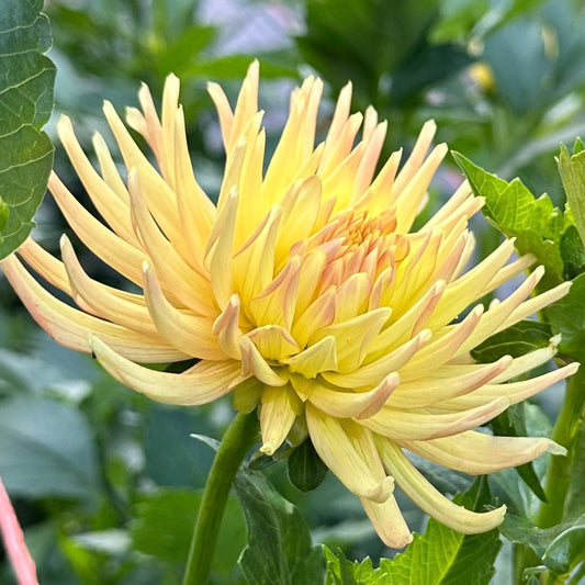 Close up of Hollyhill Spice It Up, a peachy yellow incurved cactus dahlia. 