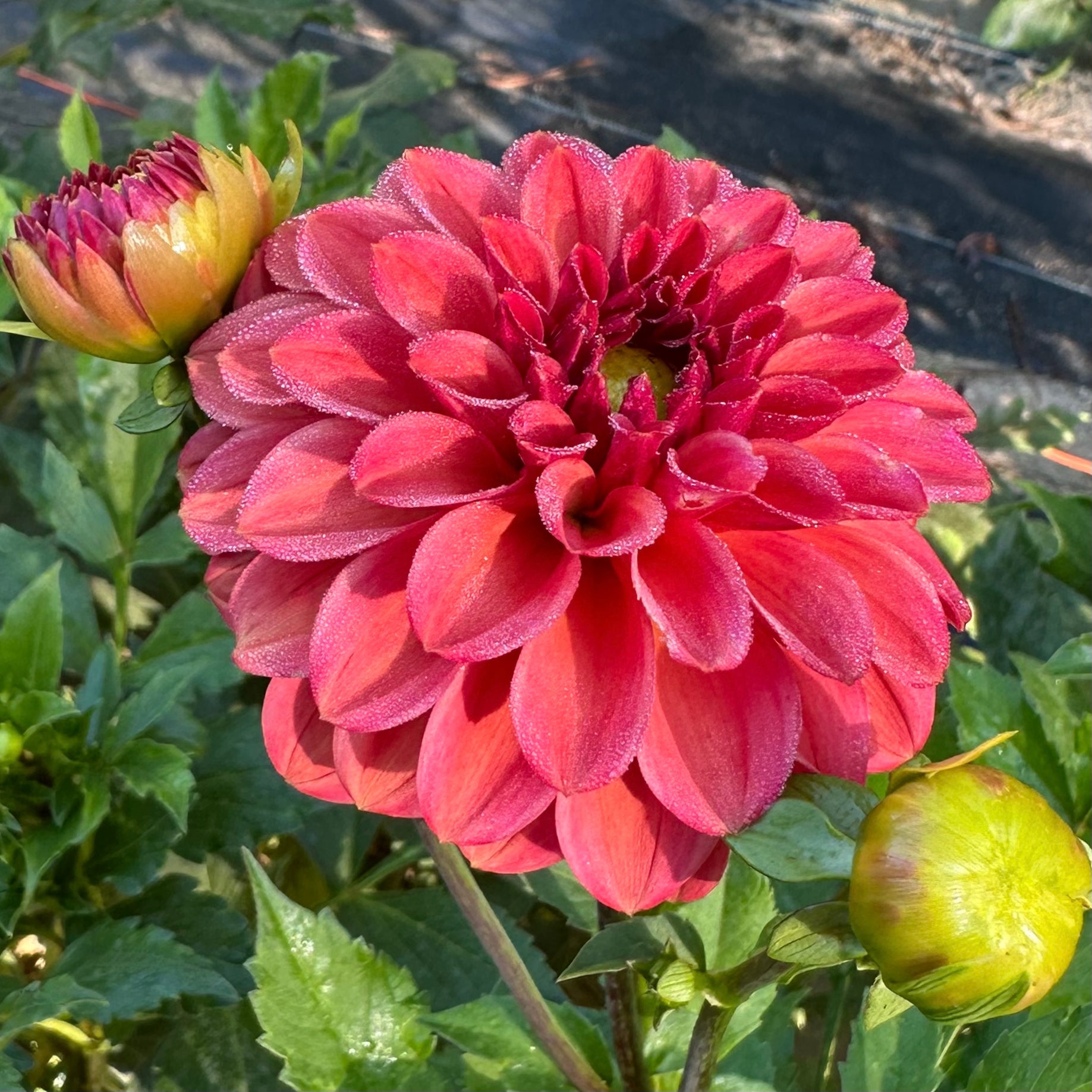 Close up of an Ice Tea bloom, a coral, rich terracotta formal decorative dahlia. 