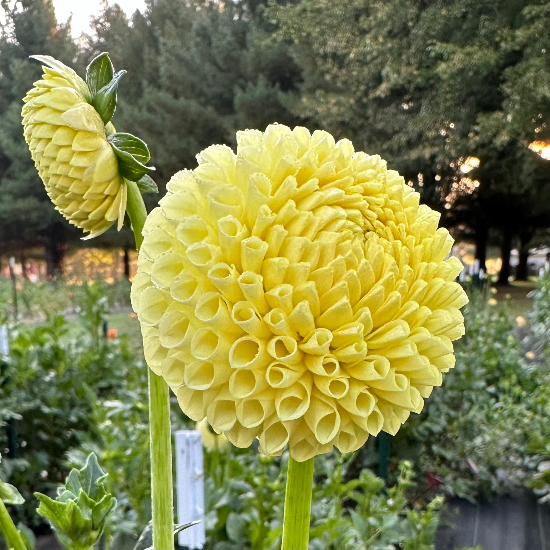 Close up of an Irish Moon bloom, a light yellow mini-ball dahlia. 