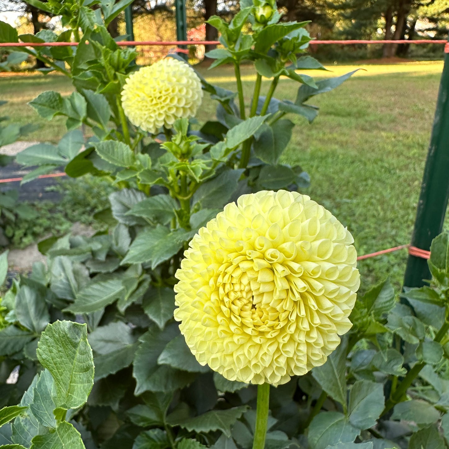 Light yellow Irish Moon dahlia blooms atop lush, green foliage in the field at Brainy and The Beard Bloomstead. 