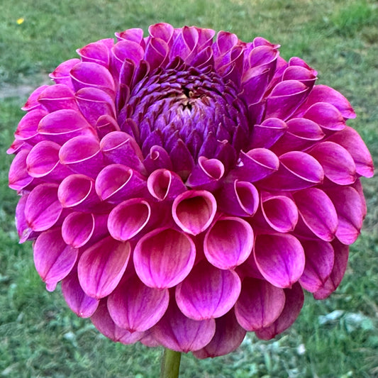 Close up of a vibrant, purple ball dahlia bloom, Isabel. 