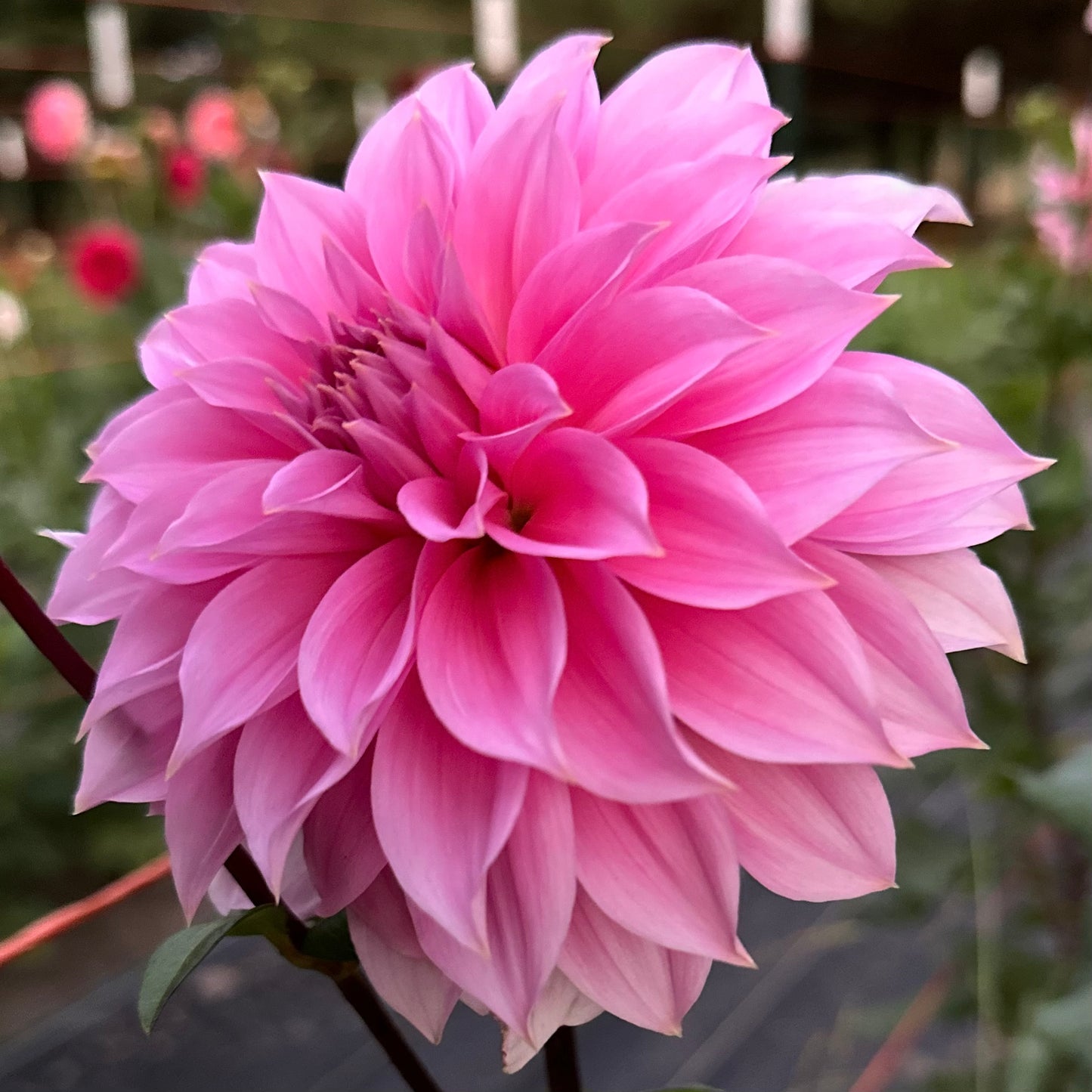Bubblegum pink dahlia, Jersey Beauty, close up. 