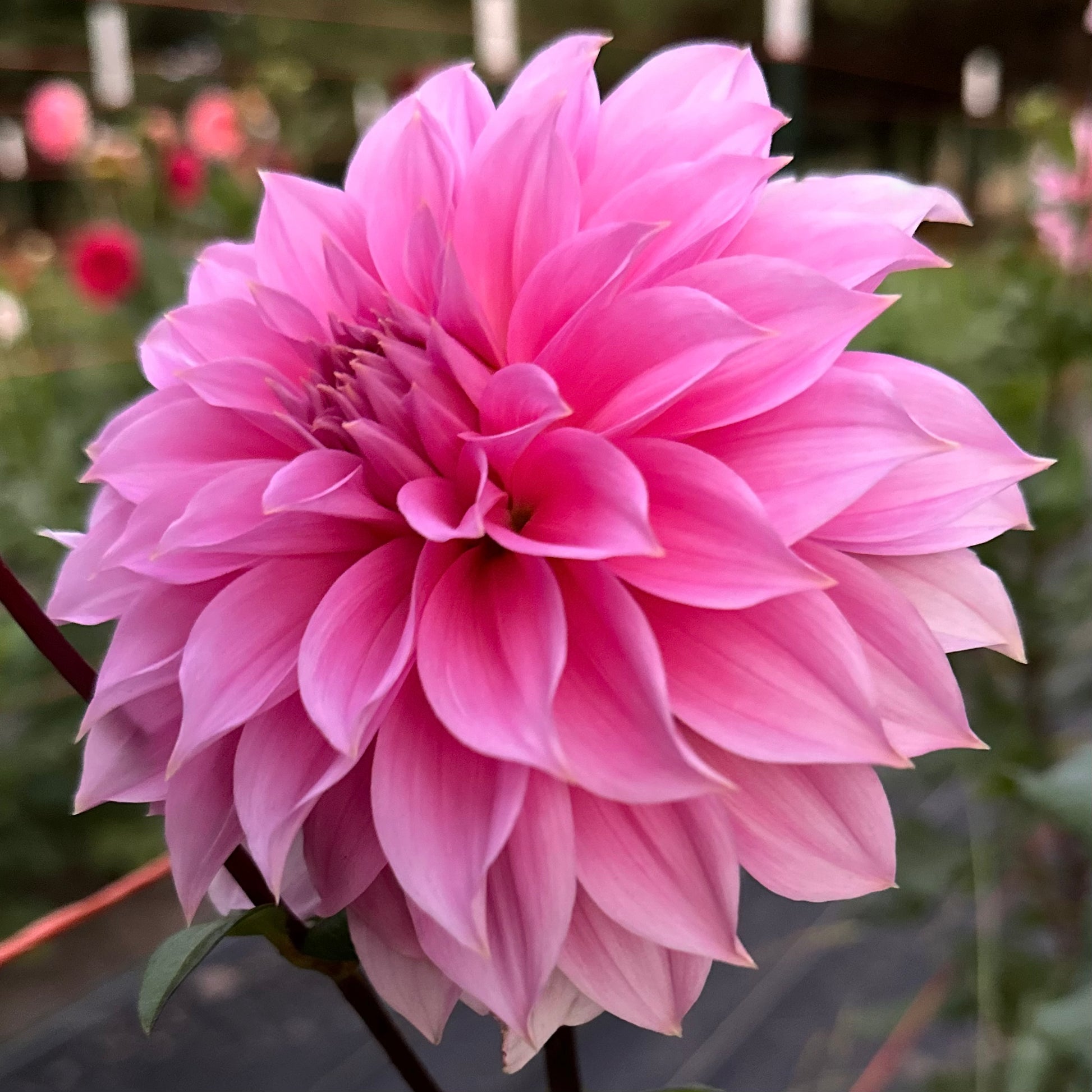 Bubblegum pink dahlia, Jersey Beauty, close up. 