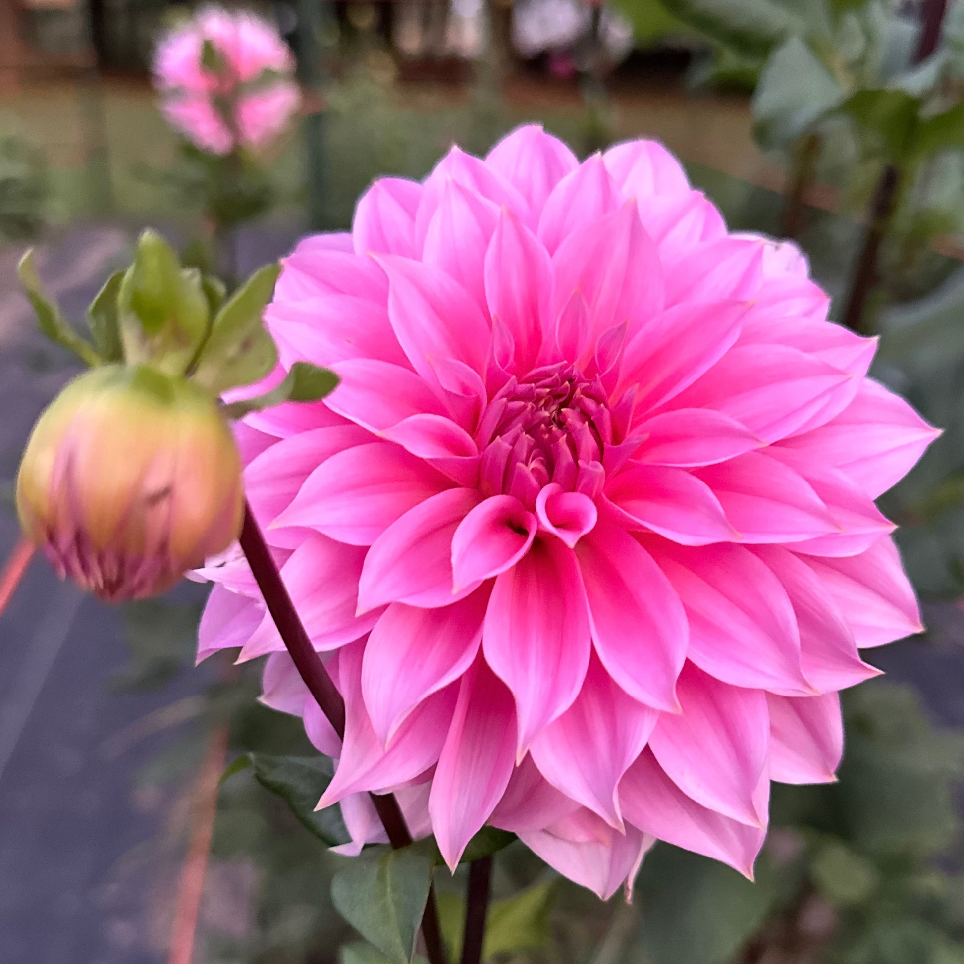 Tall, bubblegum pink bloom and unopened bud on Jersey Beauty dahlia plant at Brainy and the Beard Bloomstead. 