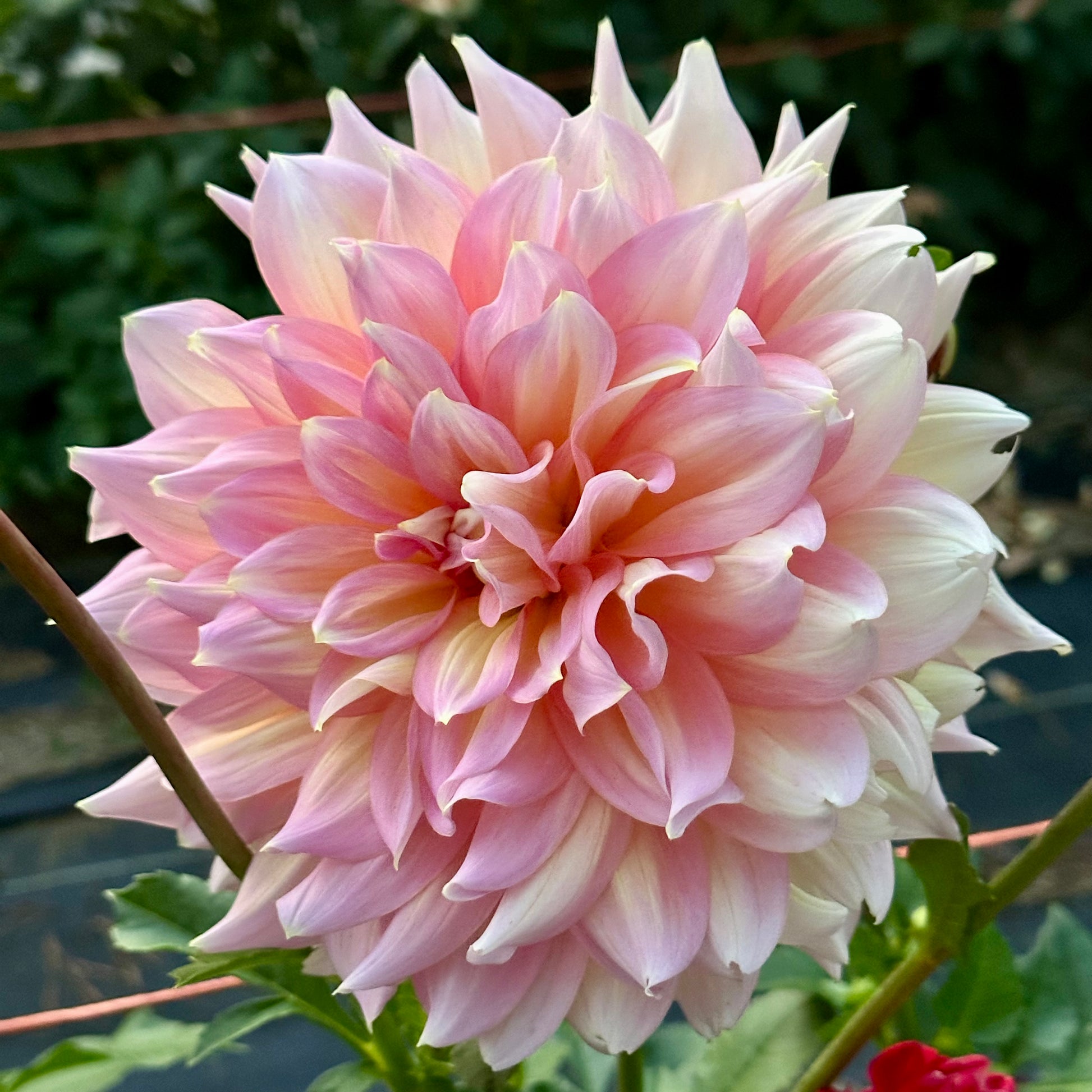 Kidd's Climax, a large, fluffy heirloom dahlia bloom with soft, pastel pink and creamy yellow variegated petals. 