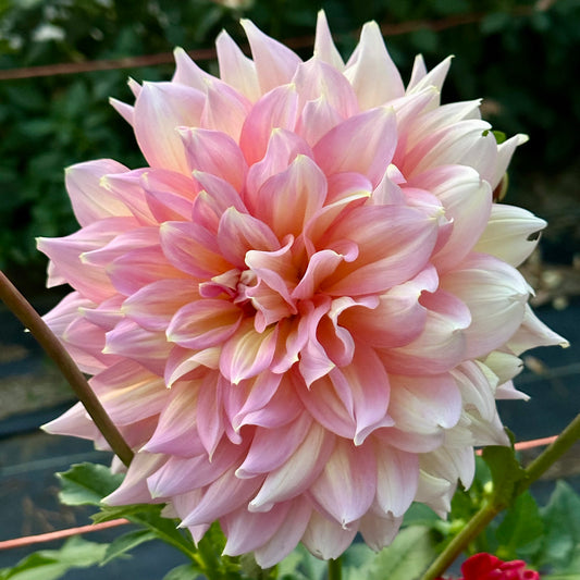 Kidd's Climax, a large, fluffy heirloom dahlia bloom with soft, pastel pink and creamy yellow variegated petals. 
