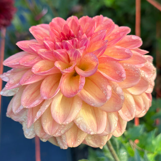 A soft pinky-peach and yellow Lark's Ebbe dahlia bloom after a rain shower. 