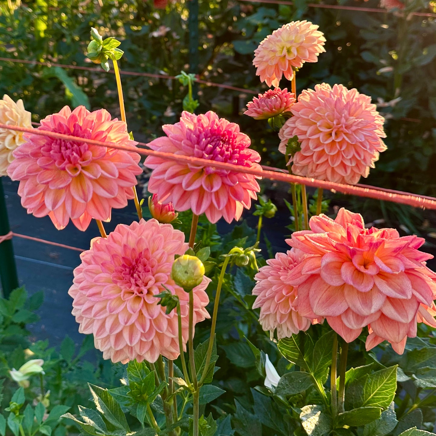 Pinky-peach and creamy yellow blooms adorn Lark's Ebbe dahlias growing in the field at Brainy and The Beard Bloomstead.