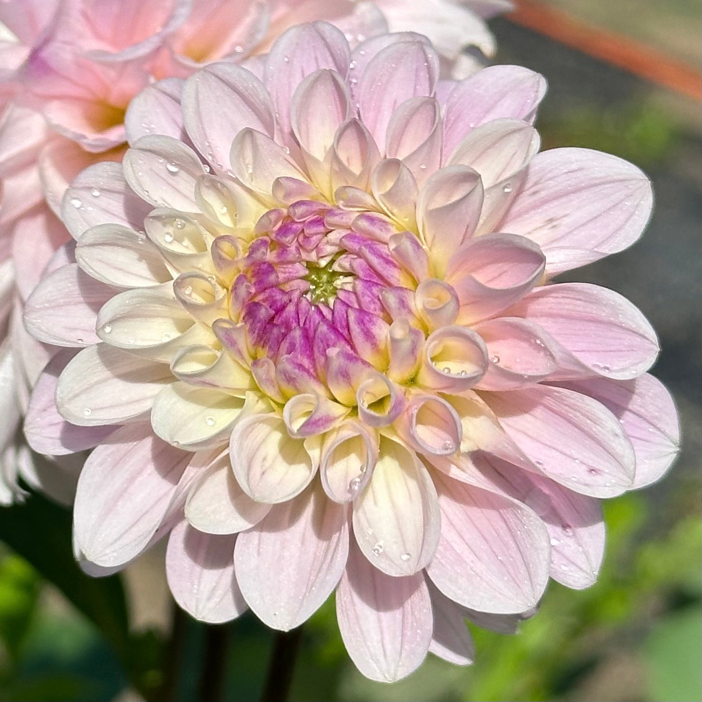 Soft lavender white petals with a hint of yellow in the center adorn this Last Dance dahlia bloom. 