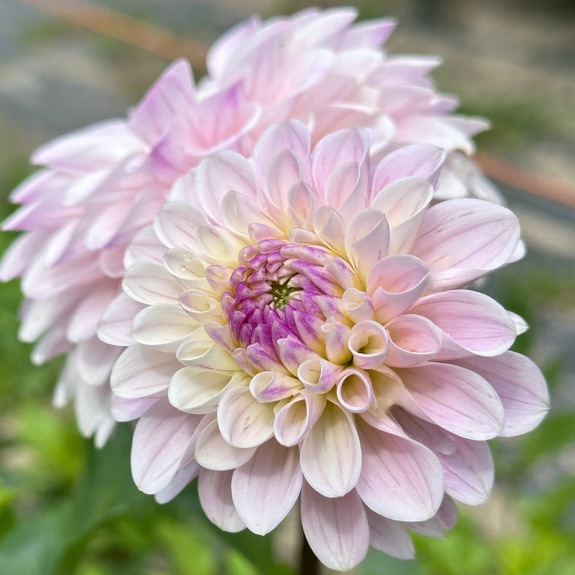 A pair of Last Dance dahlia blooms which feature soft lavender-white petals with a hint of yellow in the center. 