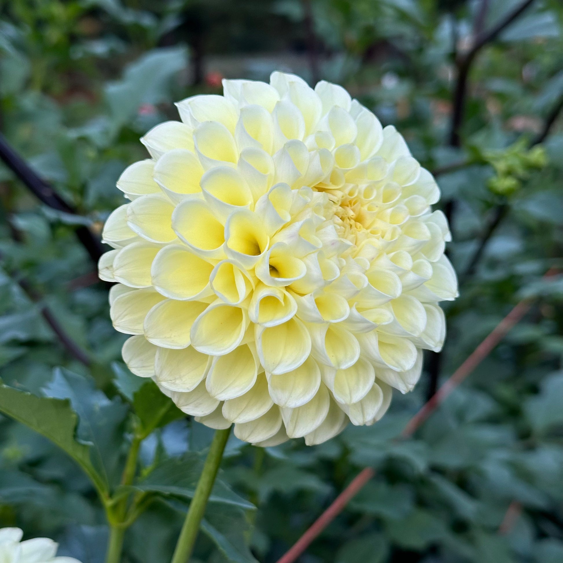 A creamy yellow dahlia bloom of MM Buttercream atop dark green foliage. 