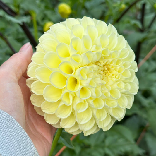 Brainy holding a soft buttercream yellow MM Buttercream dahlia bloom. 