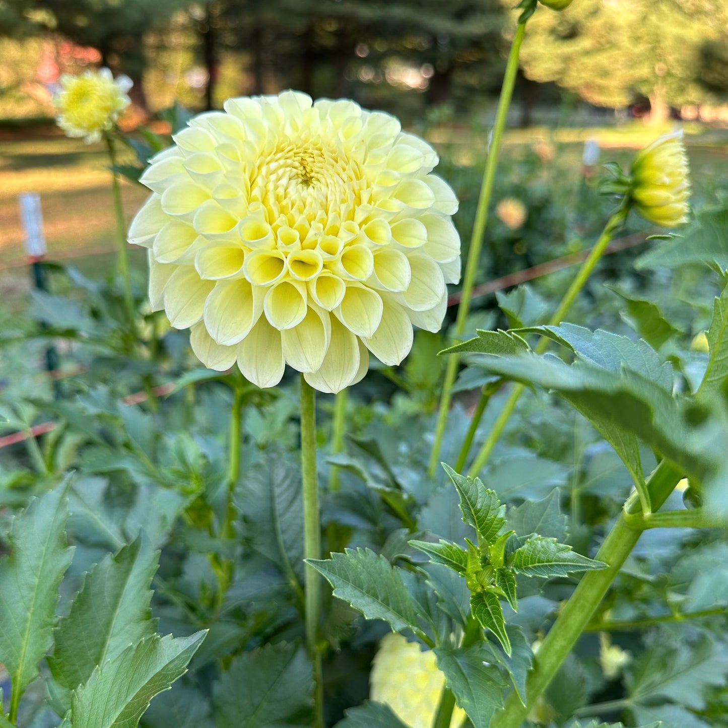 Soft, buttery yellow blooms adorn MM Buttercream dahlia plants growing in the field at Brainy and The Beard Bloomstead. 