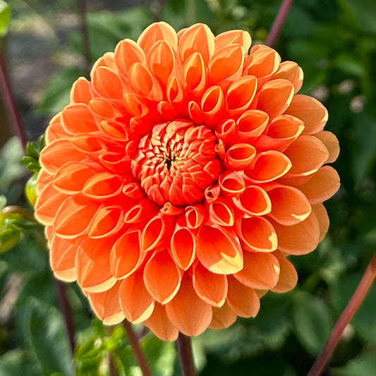 A close up of bright, cheery orange dahlia bloom, Maarn. 