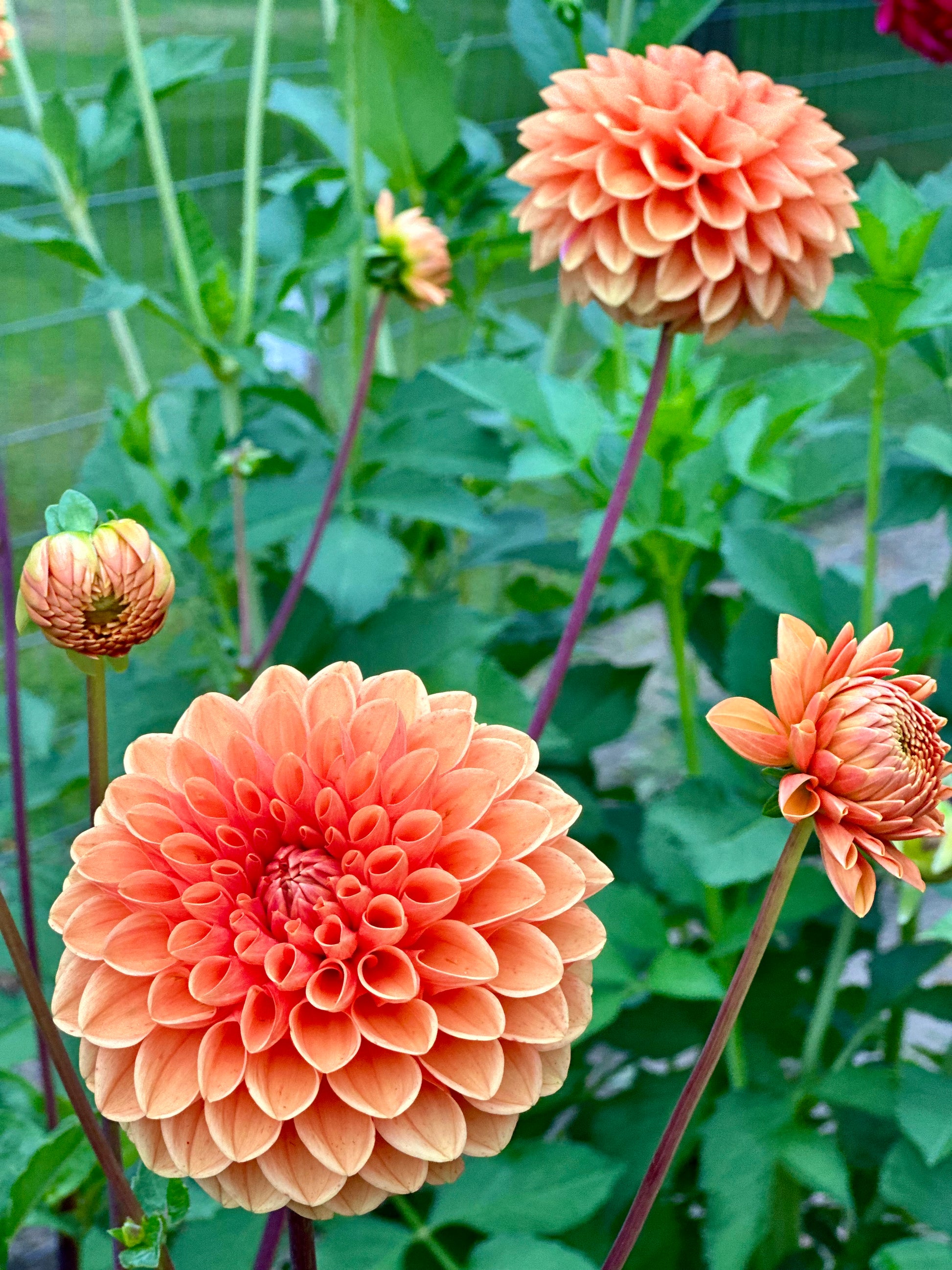 Cheery orange blooms adorn Maarn dahlia plants at Brainy and The Beard Bloomstead. 