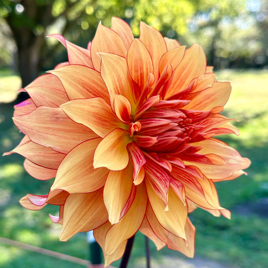 Mary P dahlia, a warm, coppery orange bloom with a red reverse striation and dainty red picotee edging on the petals. 