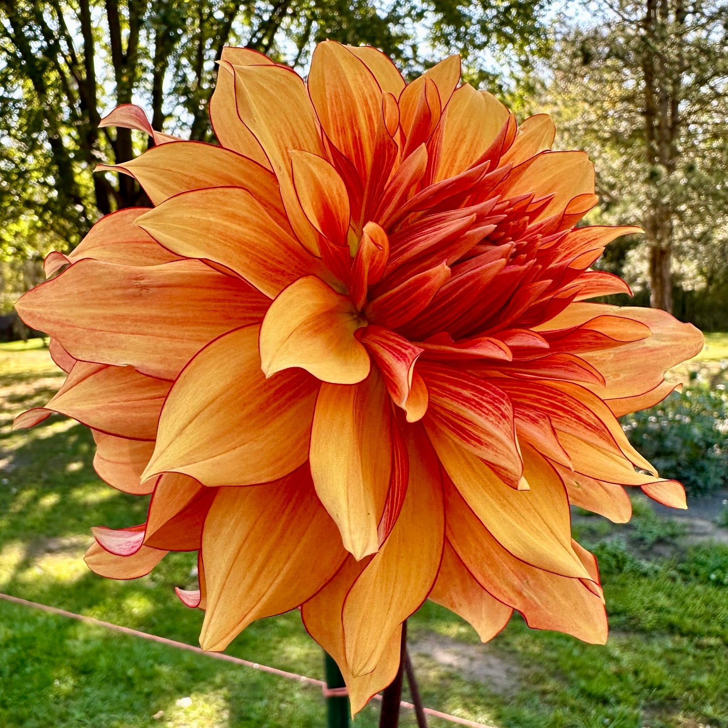 Mary P dahlia, a warm, coppery orange colored bloom with a red picotee outline and reverse coloring on the petals.   