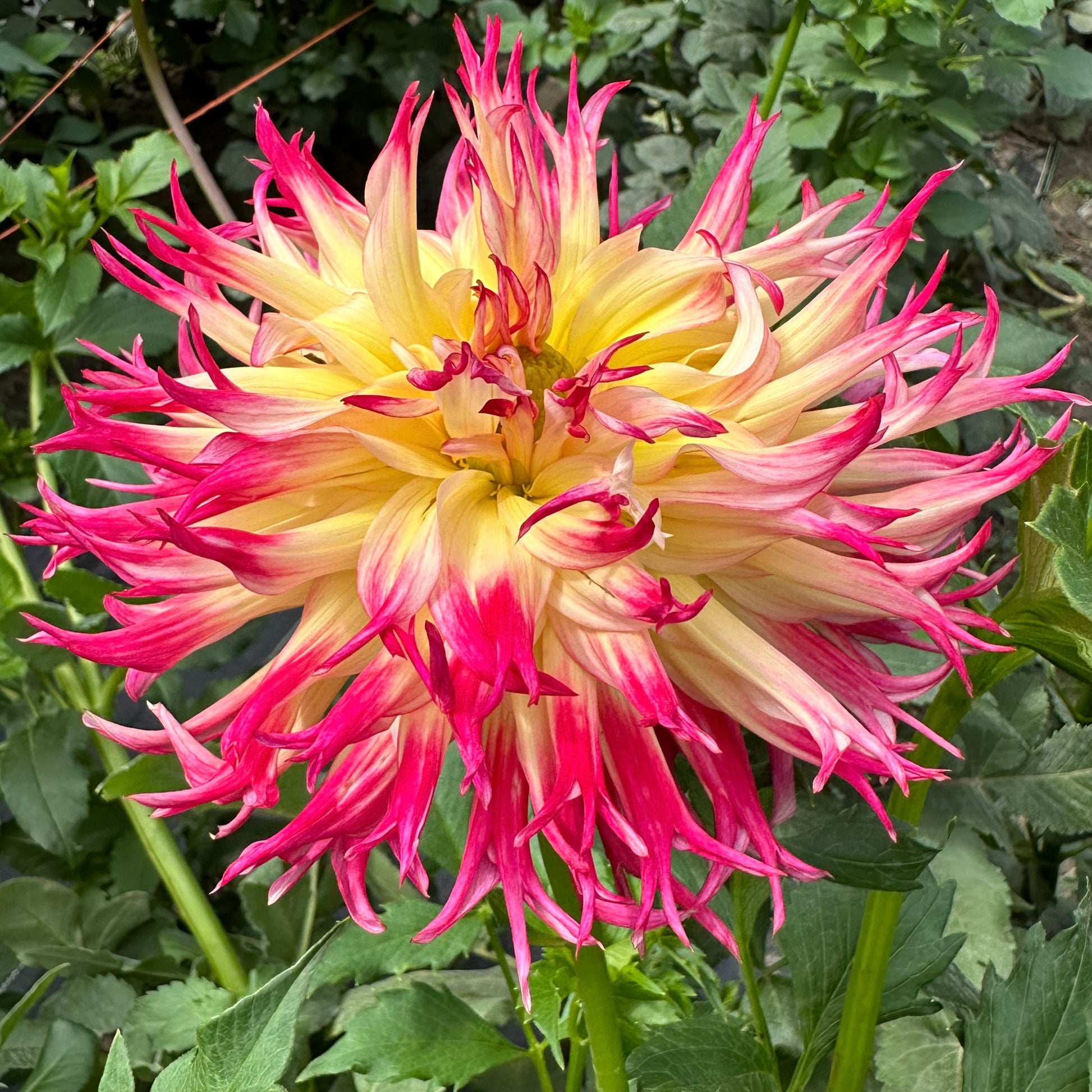 Mingus Mikie B dahlia bloom with yellow petals that fade to watermelon pink-red fringed tips. 