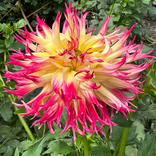 Mingus Mikie B dahlia bloom with yellow petals that fade to watermelon pink-red fringed tips. 