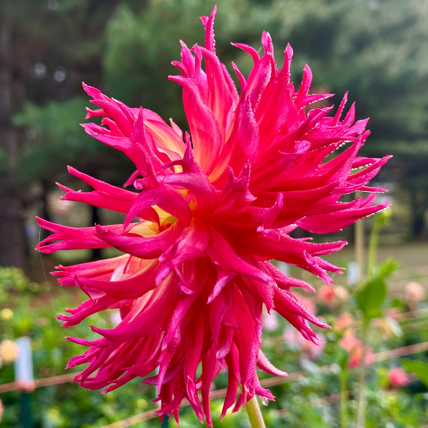 Close up side view of a Mingus Mikie B dahlia bloom boasting watermelon pink-red fringed tips and a yellow center. 