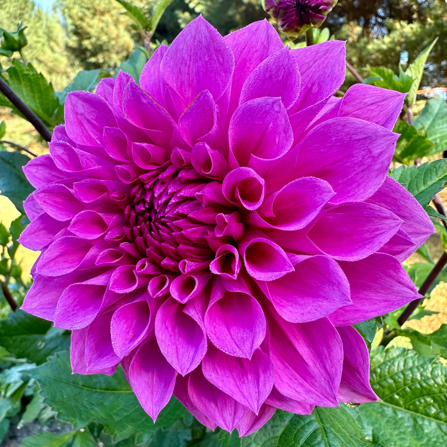 Lavender pink Mrs I De ver Warner dahlia blooming in the field at Brainy and The Beard Bloomstead. 