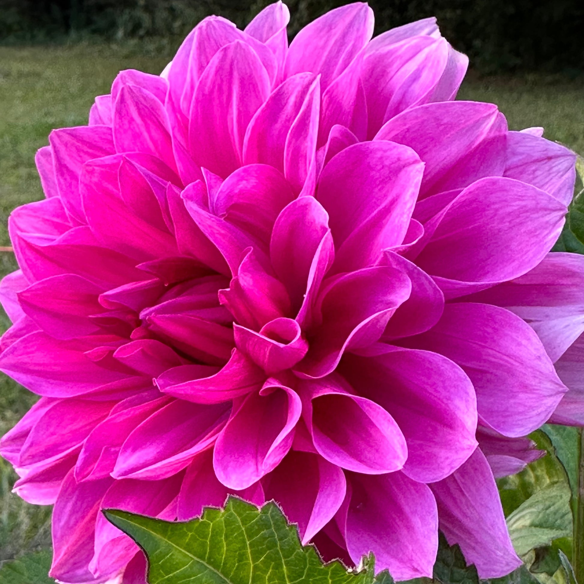 Close up of Mrs I De ver Warner dahlia bloom with vivid lavender-pink petals. 