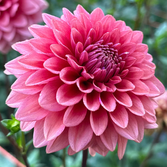 Dusty rose colored petals adorn this Mystique dahlia bloom. 