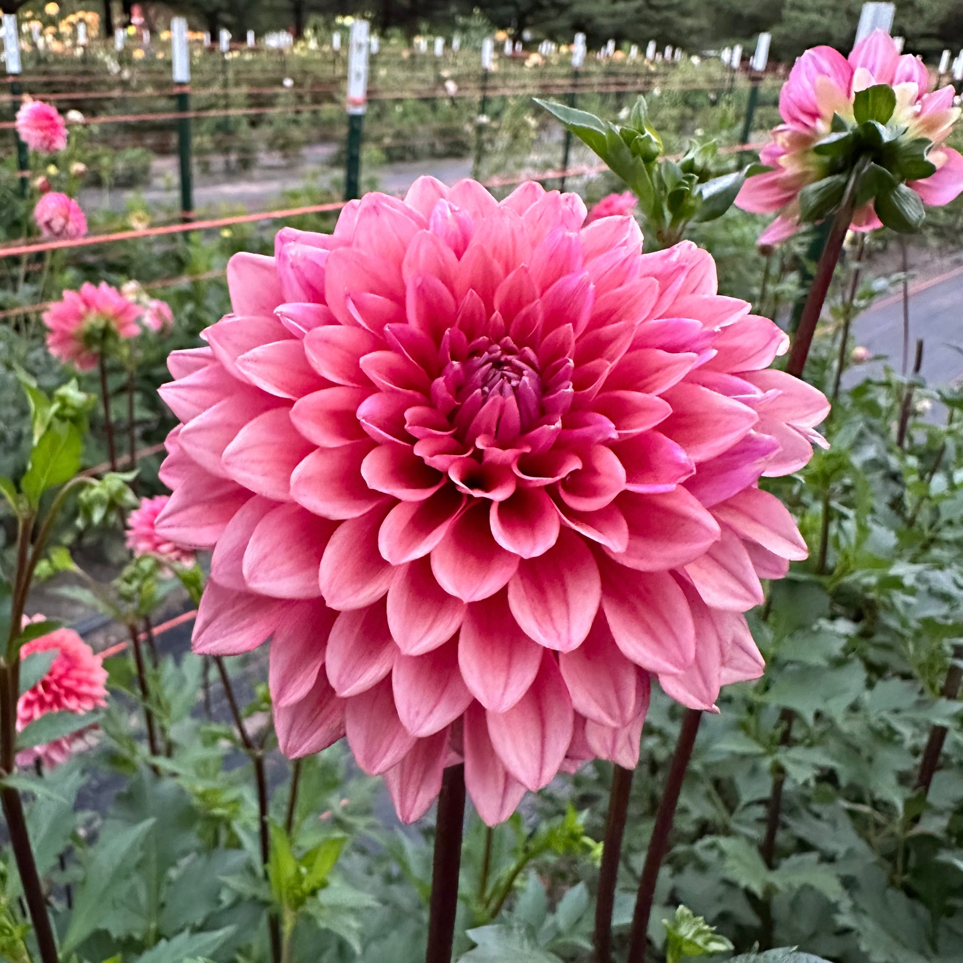 Mystique dahlia with dusty rose petals and long, dark stems growing in the field at Brainy and The Beard Bloomstead. 