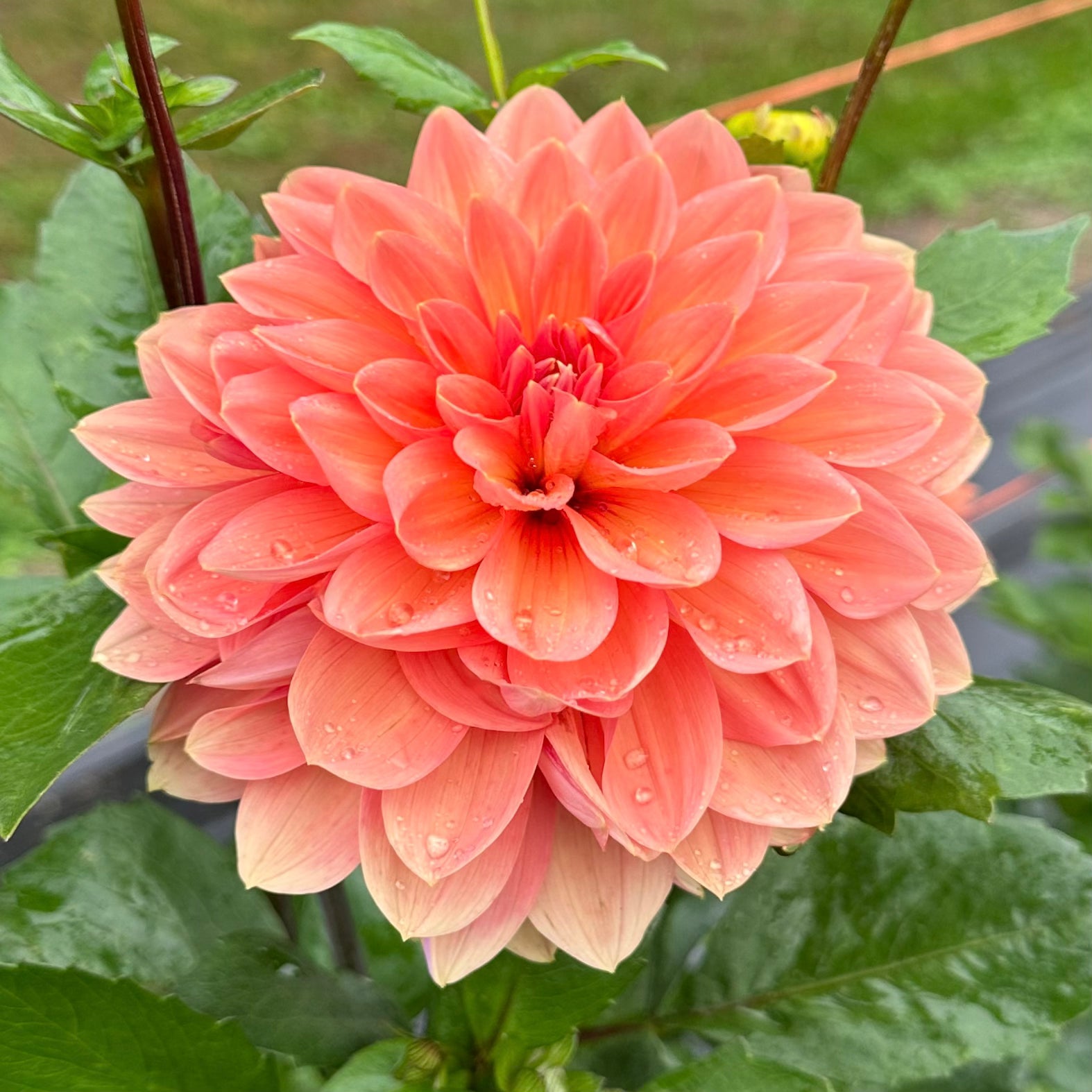 Peachy-coral petals adorn this Nicholas dahlia bloom with water droplets after a morning shower. 