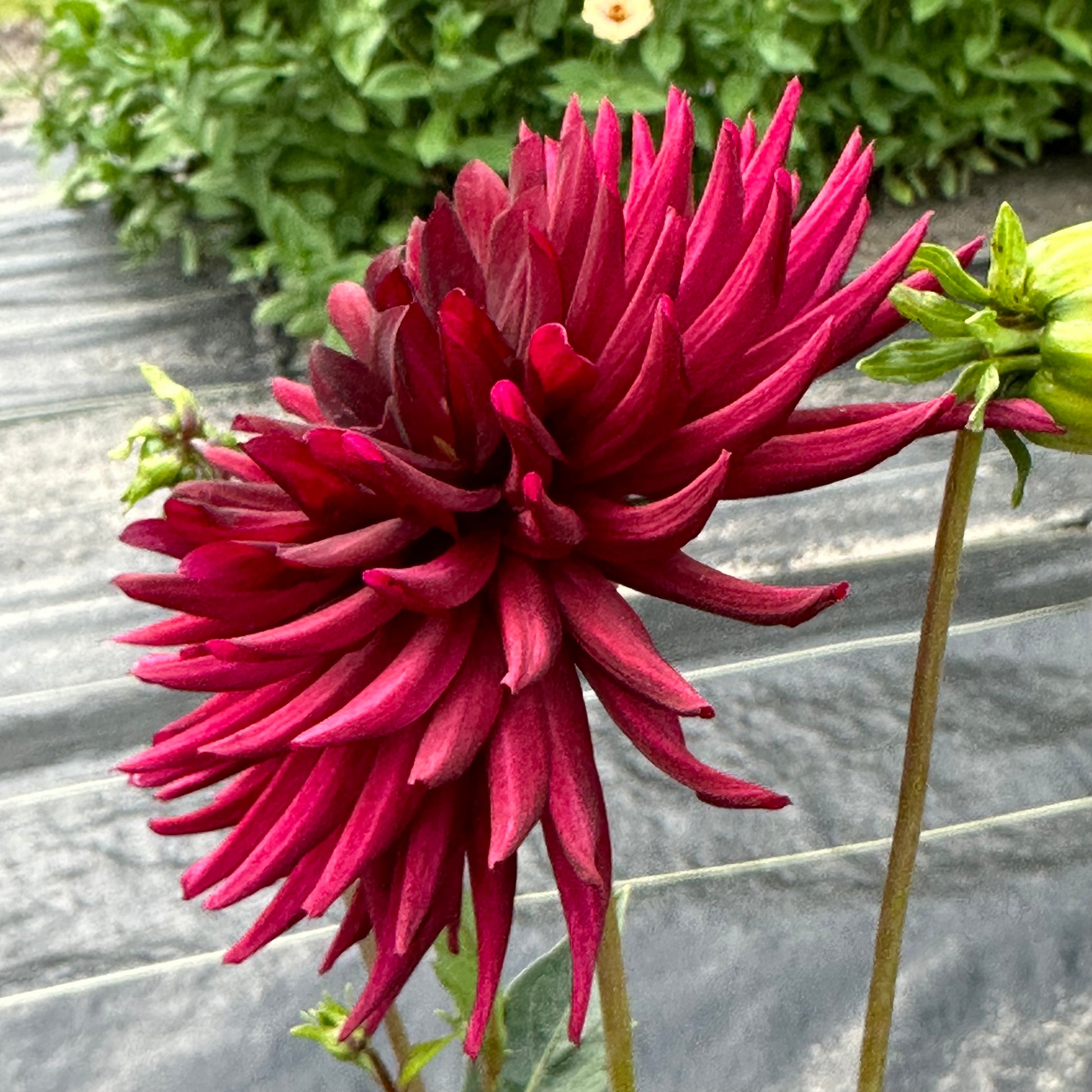 Close up of deep burgundy cactus dahlia bloom, Nuit d’eté. 