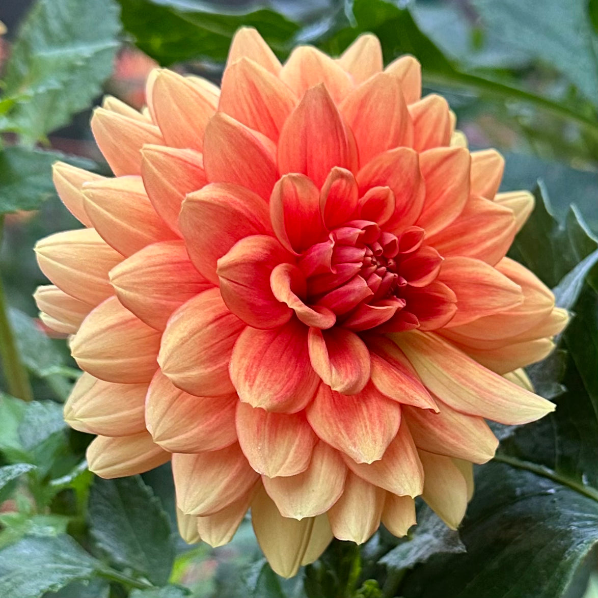 Rich, golden orange petals that deepen to a faint copper red toward the center of this Old Gold dahlia bloom. 