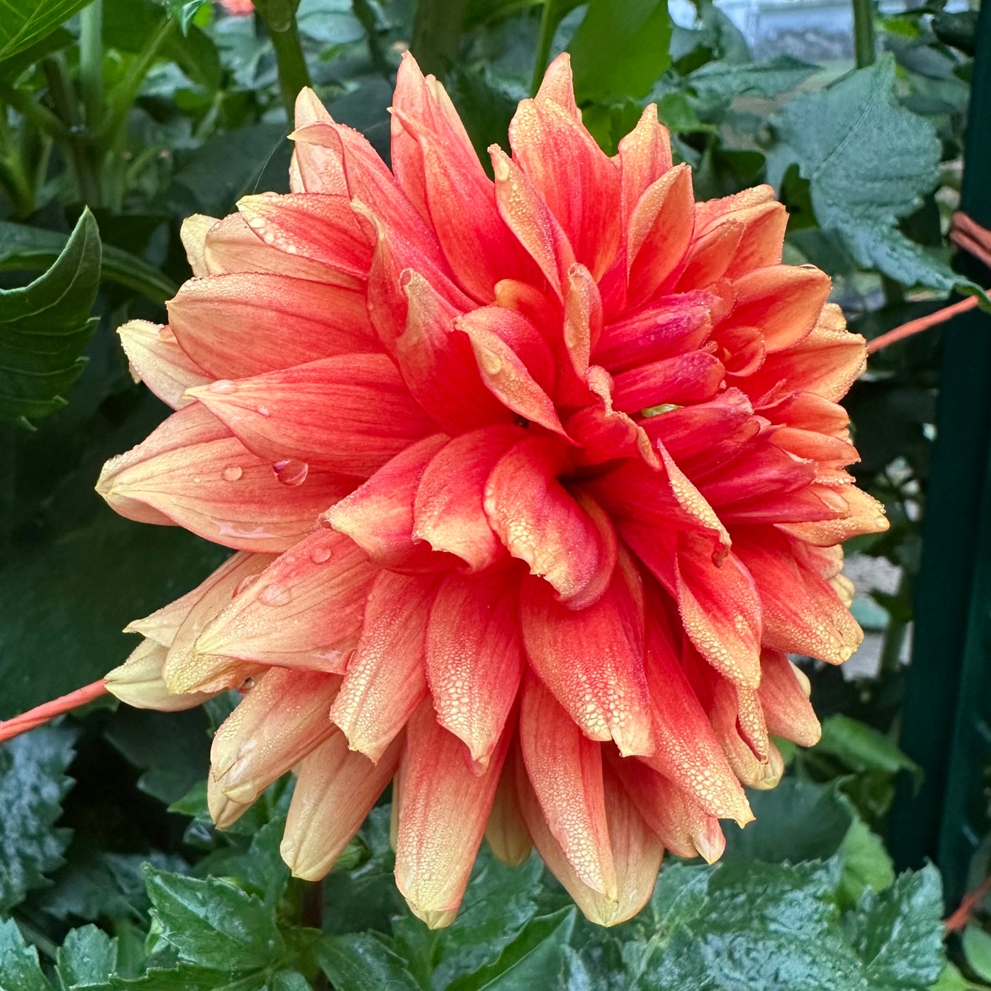 Golden amber petals that deepen to a rusty red in the center adorn this Old Gold dahlia bloom growing in the field at Brainy and The Beard Bloomstead. 