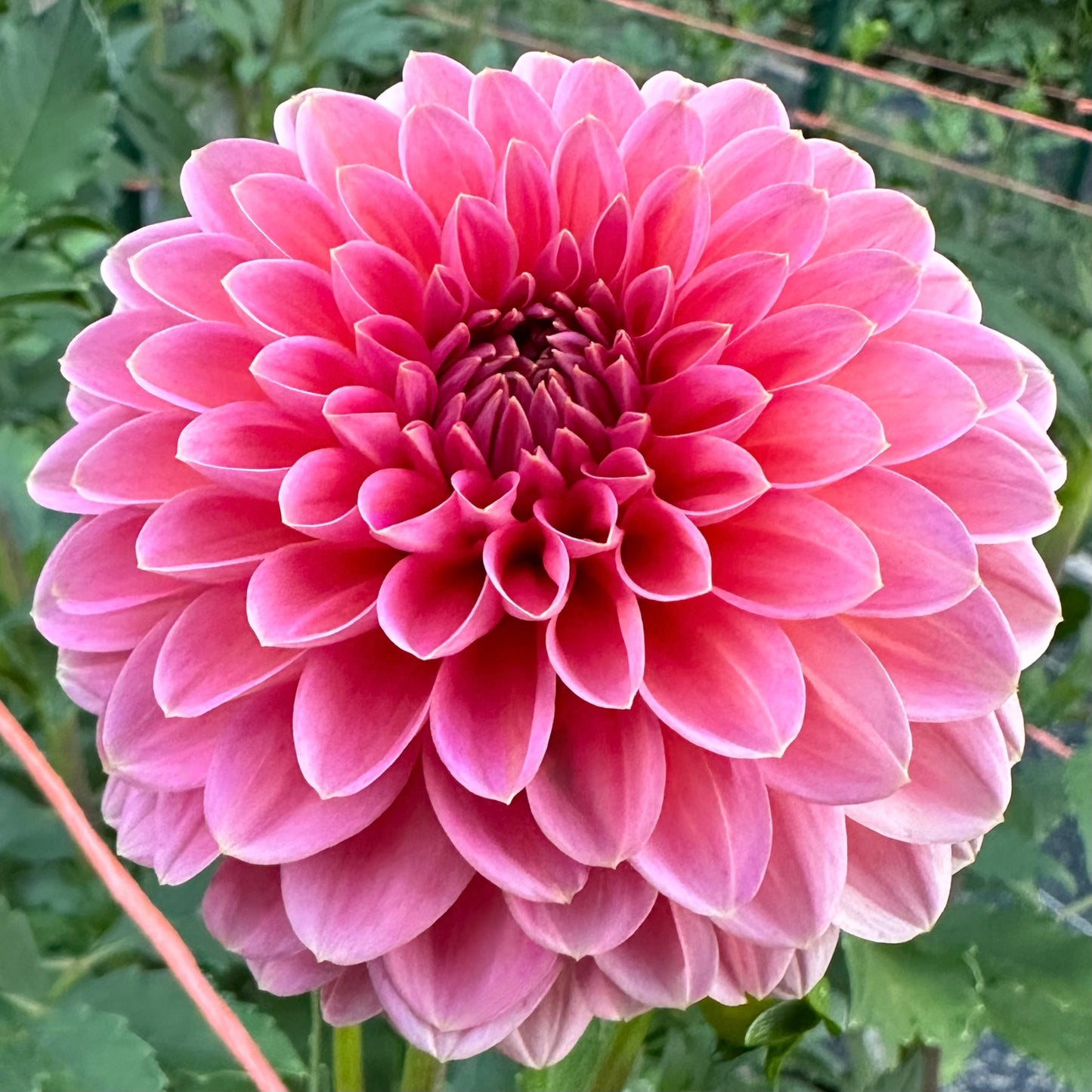 A close up of bubblegum pink dahlia bloom, Pink Runner. 