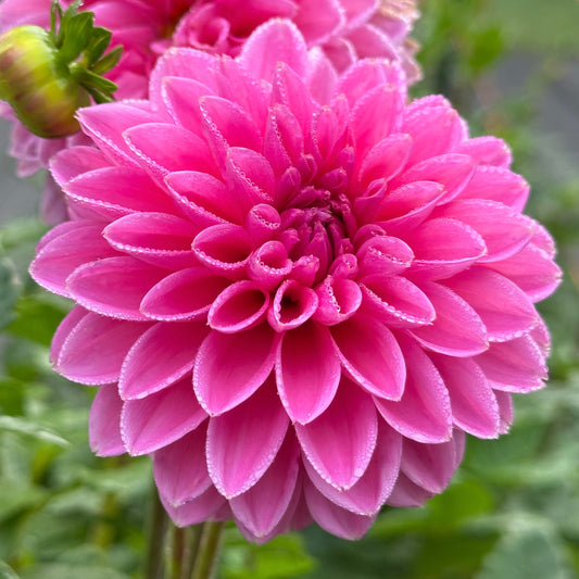 A hot pink dahlia, Pink Sylvia, its petals dotted with shimmering water droplets.