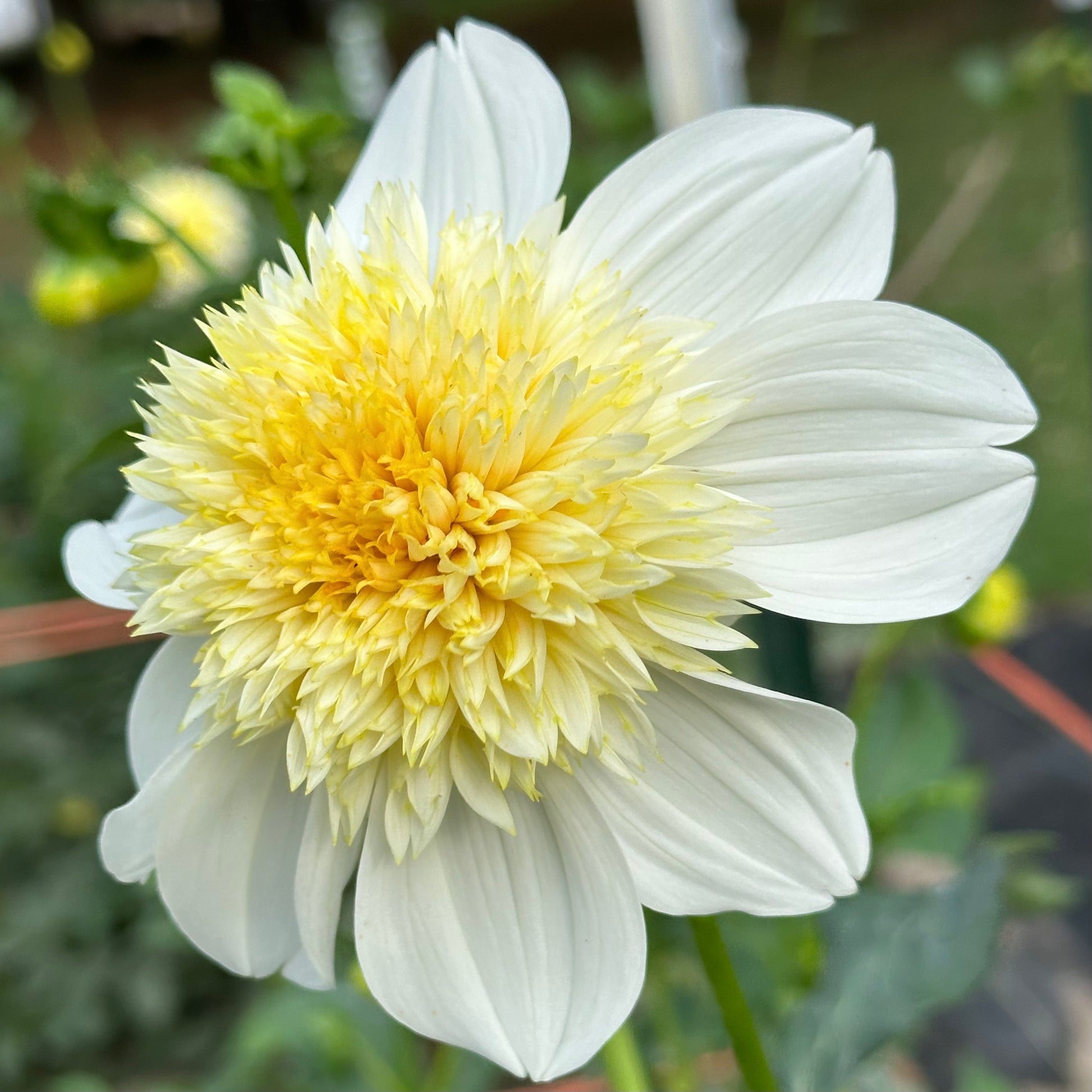 Platinum Blonde dahlia bloom with striking, crisp white petals and a cluster of pale, yellow tubular florets in the center. 