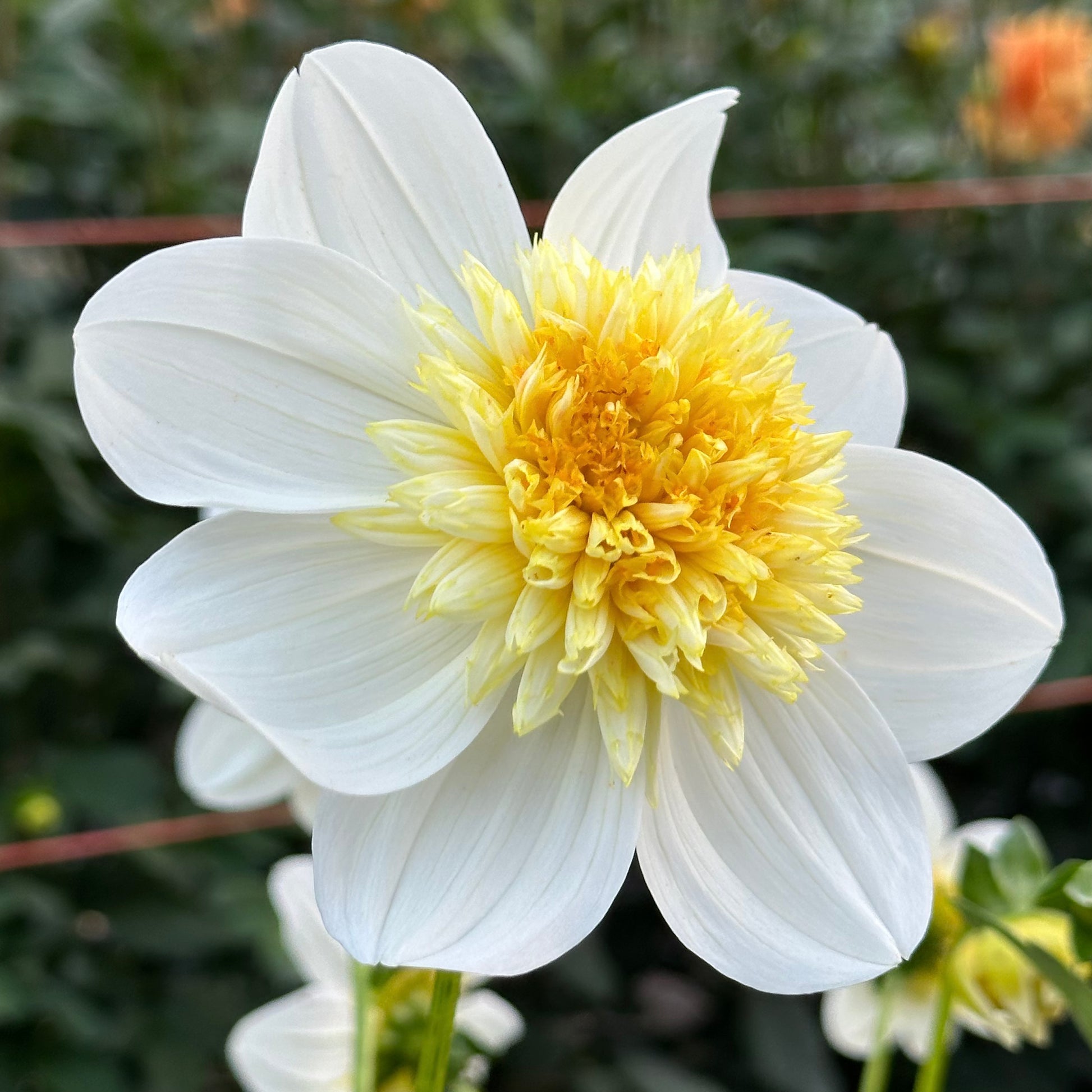 Crisp, white dahlia petals with a yellow center of Platinum Blonde against a blurred green background. 