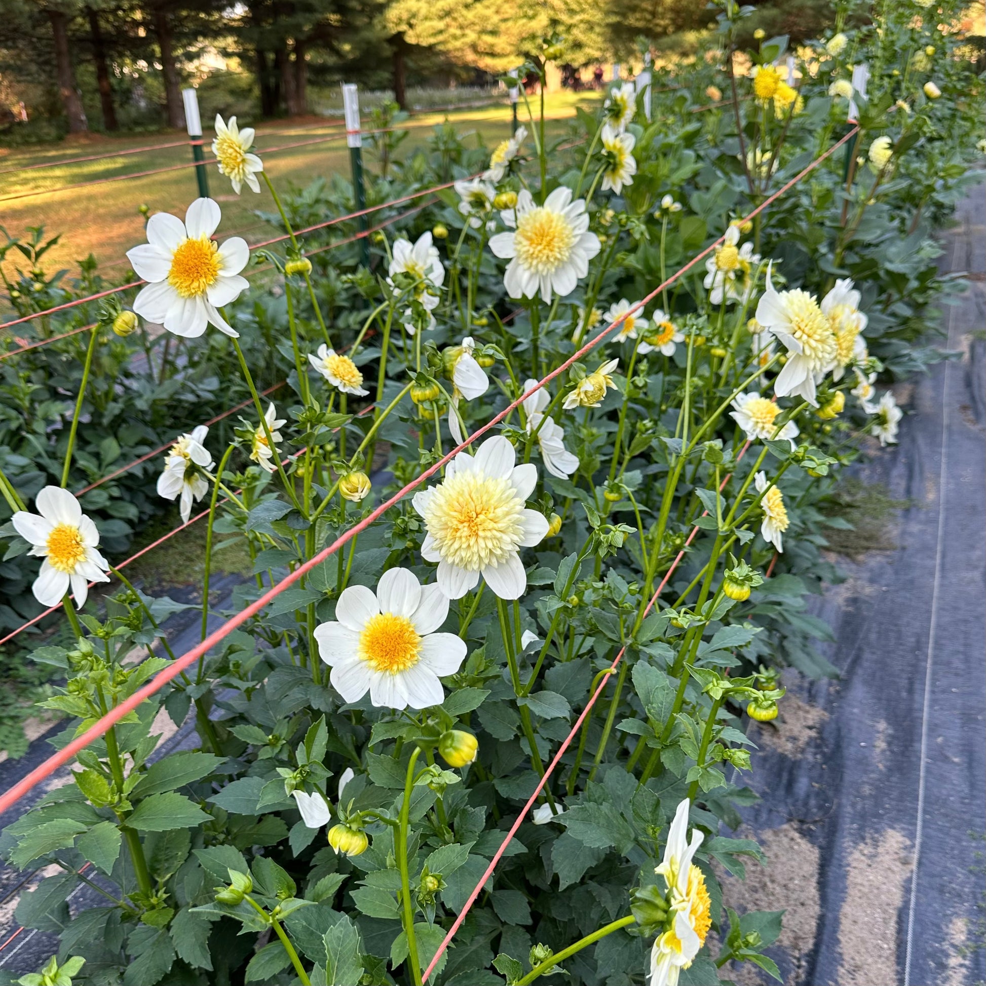 A mass of bright white Platinum Blonde dahlias with pale yellow centers growing in the field at Brainy and The Beard Bloomstead. 