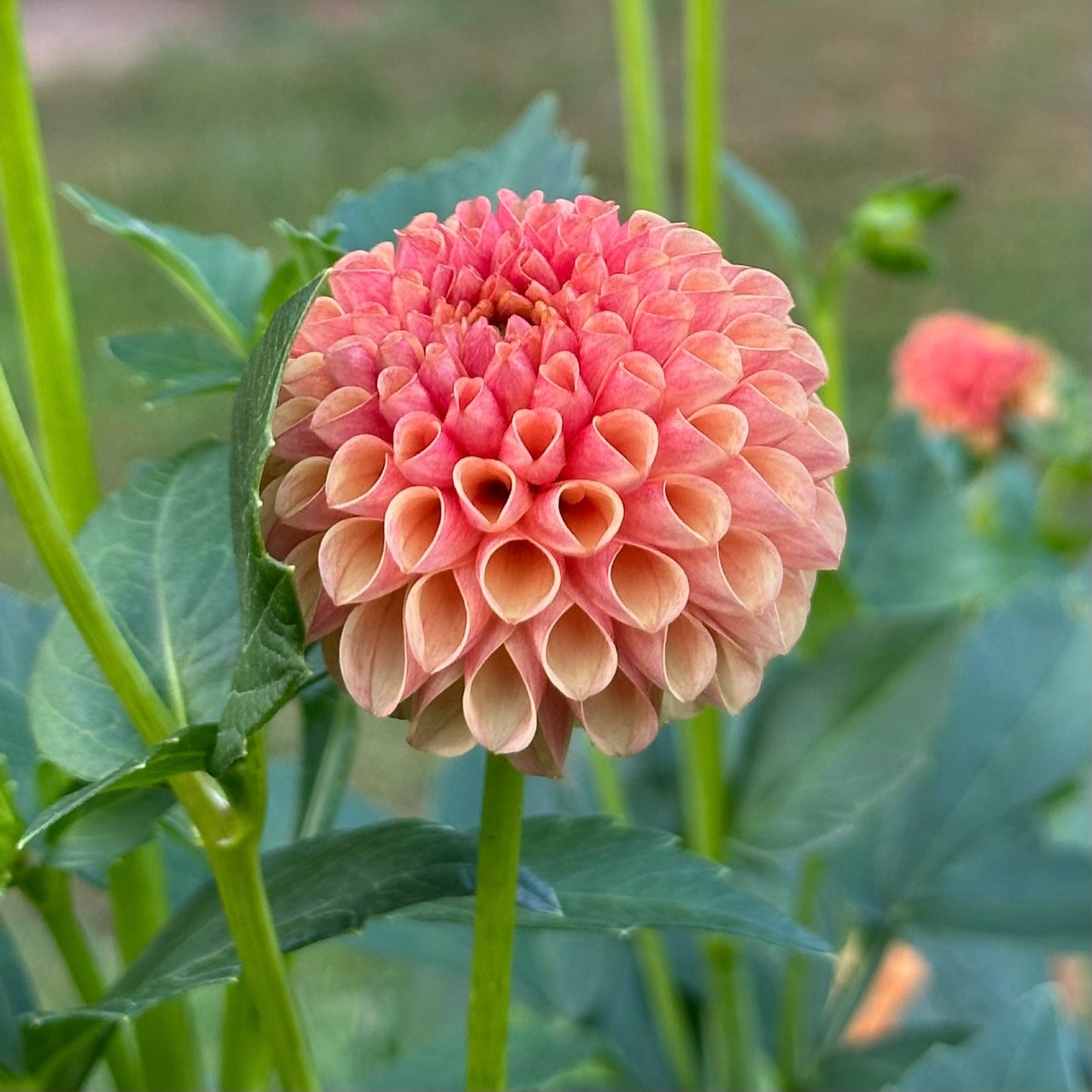 Pop Willo, a pompon dahlia with multi-toned petals of soft coral, peach and yellow amidst green foliage. 