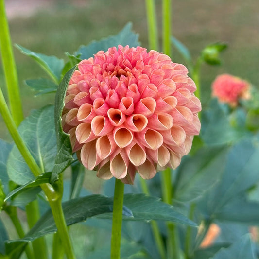 Pop Willo, a pompon dahlia with multi-toned petals of soft coral, peach and yellow amidst green foliage. 