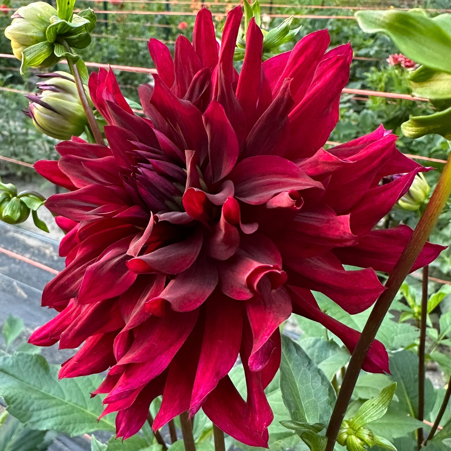 Close up of deep burgandy petals adorning this Prince Noir dahlia bloom. 