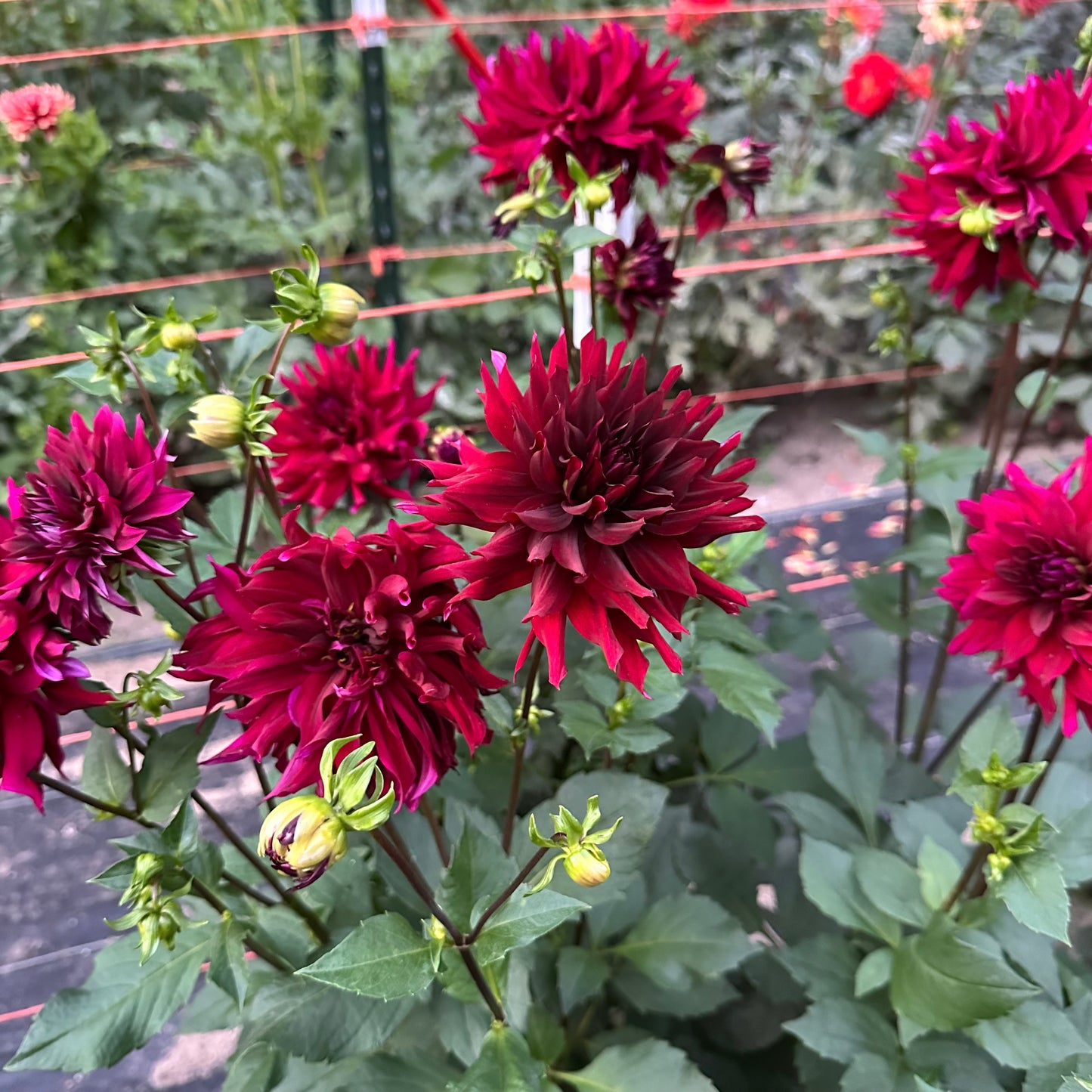 Vibrant deep burgandy Prince Noir dahlias blooming in the field at Brainy and The Beard Bloomstead. 
