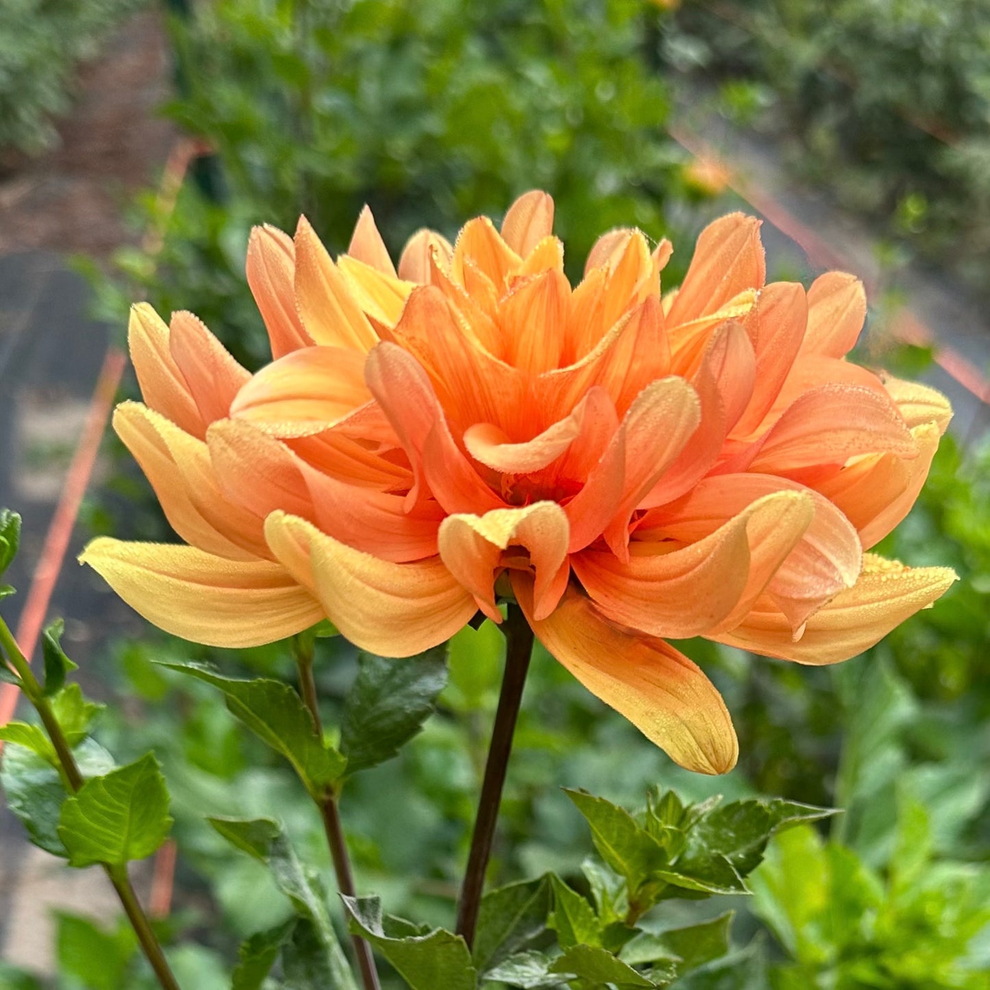 Side view of Andrew Charles dahlia blooming in the field. The bloom appears lush and layered. 