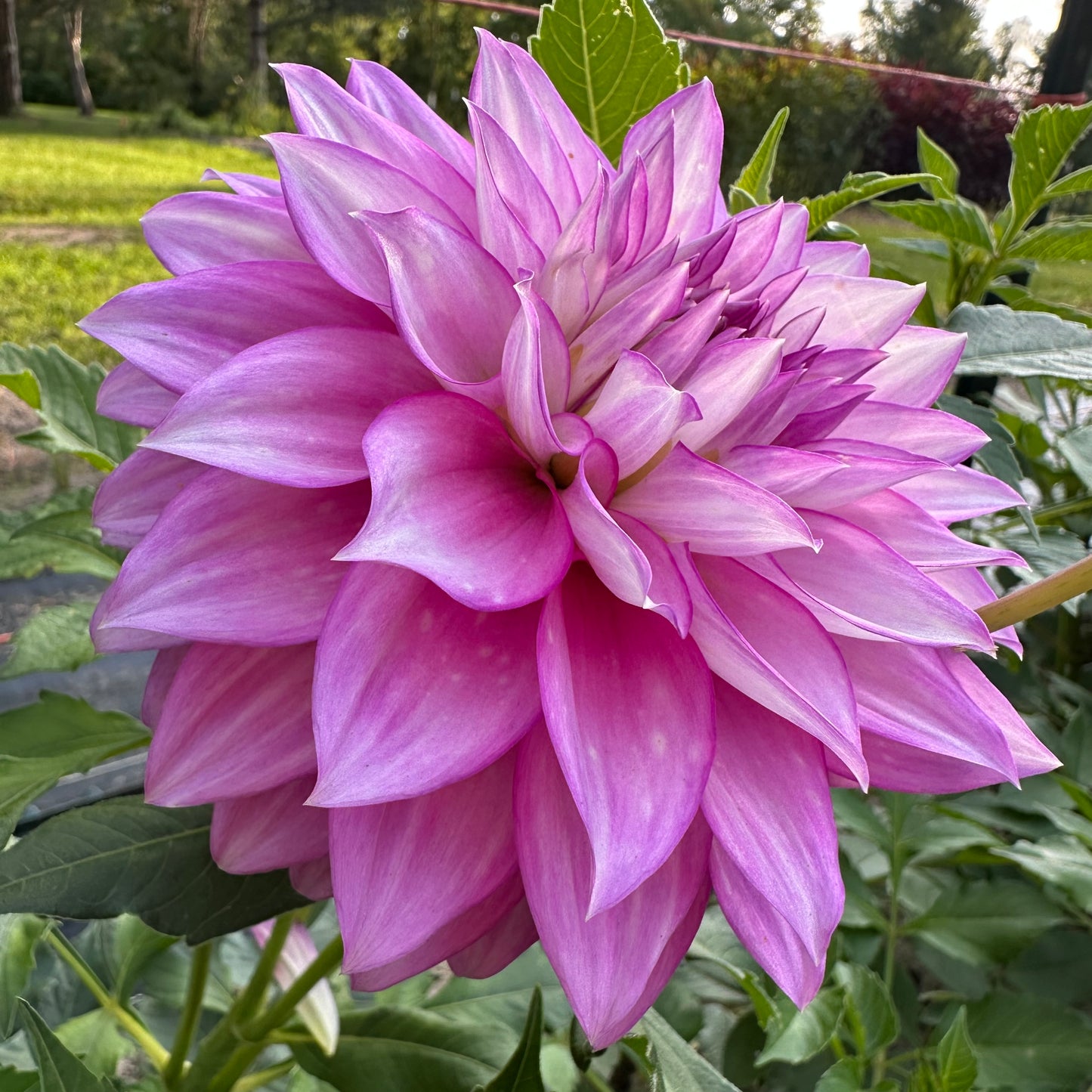 Side view of Clearview Debby dahlia bloom with lavender petals and outlined in royal purple.