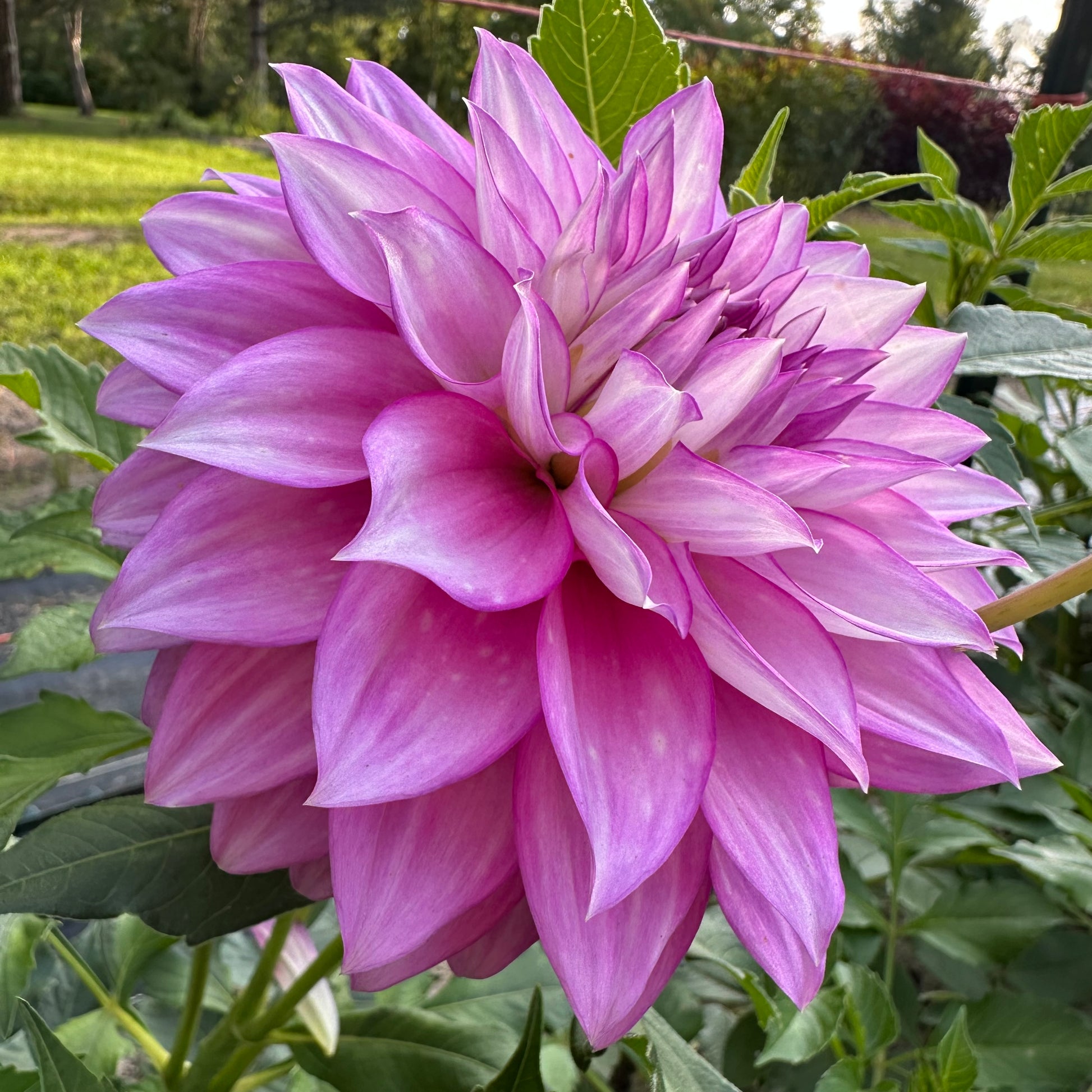Side view of Clearview Debby dahlia bloom with lavender petals and outlined in royal purple.