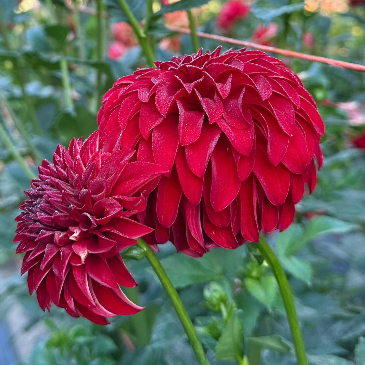 Bright, cherry red dahlia blooms, River's Cherry Bomb, growing in the field at Brainy and The Beard Bloomstead. 