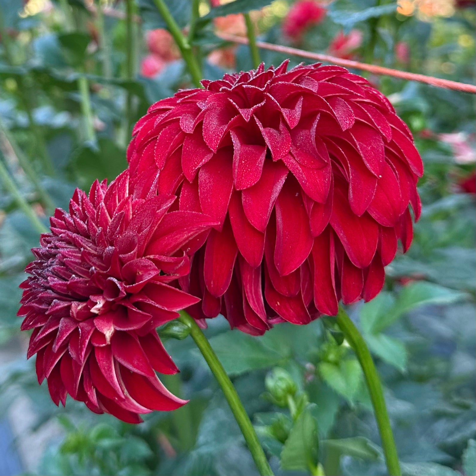 Bright, cherry red dahlia blooms, River's Cherry Bomb, growing in the field at Brainy and The Beard Bloomstead. 