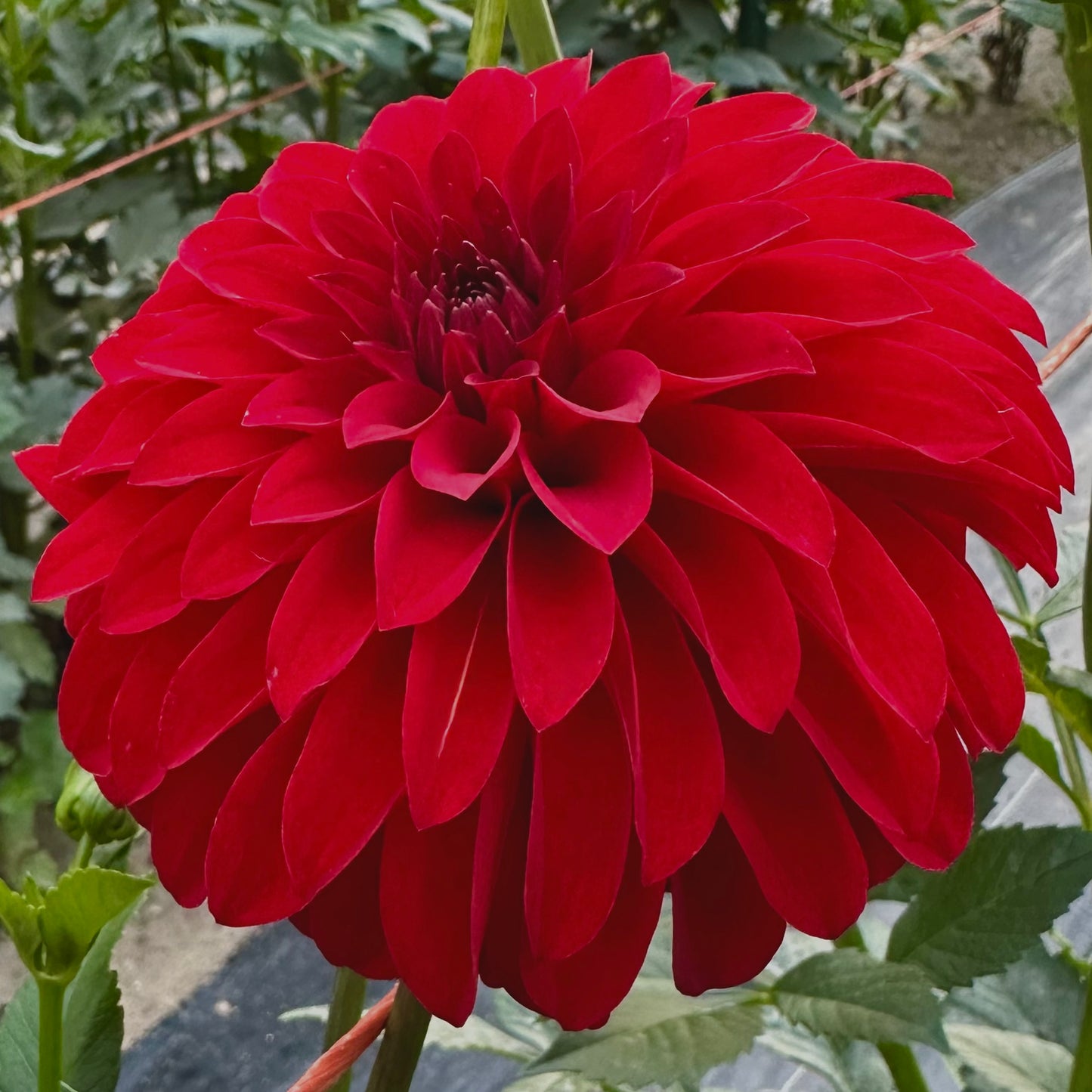 Close up of vibrant cherry red dahlia bloom, River's Cherry Bomb.