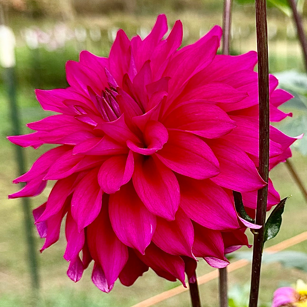 Electric purple petals of River's Lullaby dahlia bloom atop long, dark stems. 