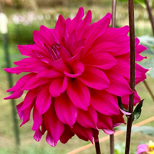 Electric purple petals of River's Lullaby dahlia bloom atop long, dark stems. 
